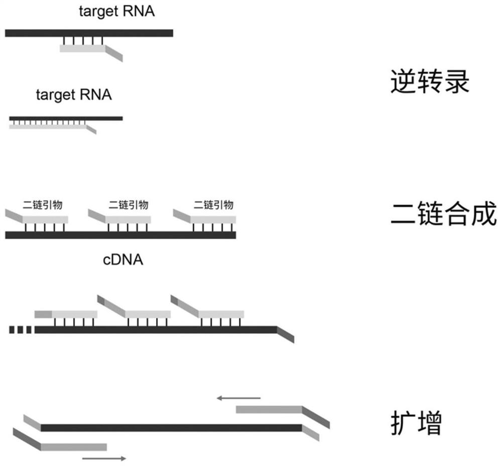 一种RNA文库的构建方法及试剂盒