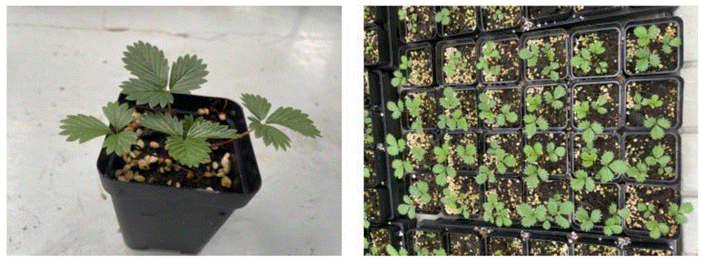 一种草莓白粉病指示植物的筛选方法和指示方法