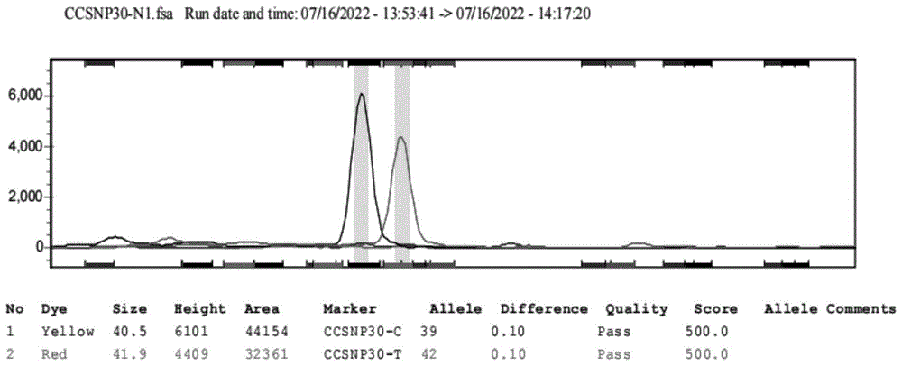 一种可用于不同浙江红花油茶基因型进行分型检测的SNP引物
