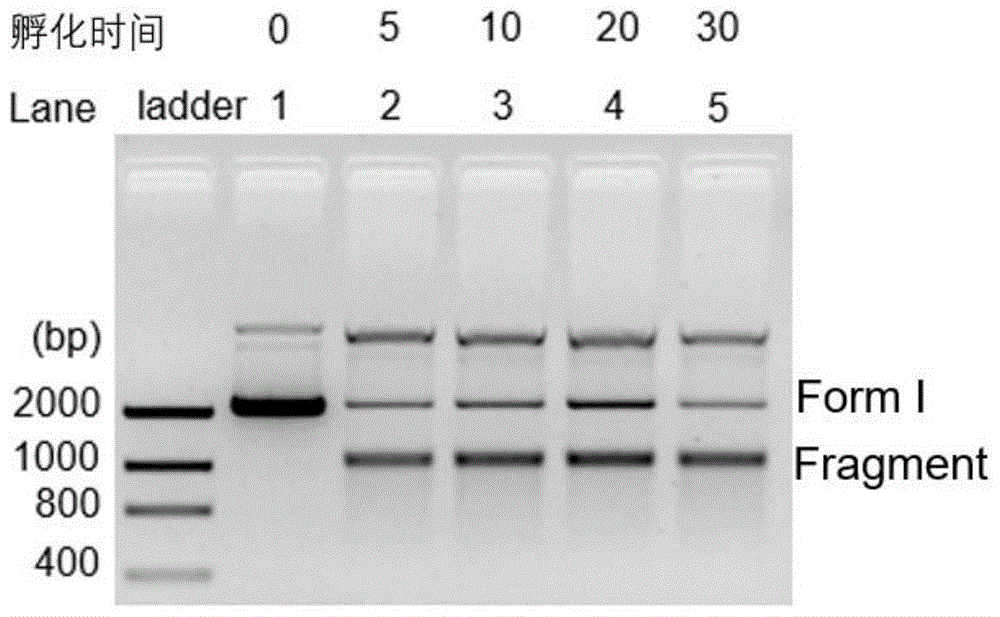 一种低维纳米材料在DNA特异性位点的识别剪切上的应用