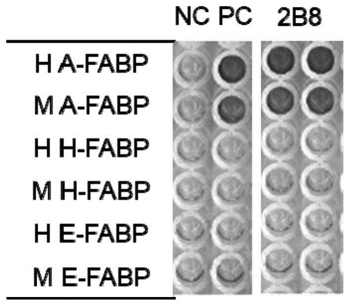 一种A-FABP单克隆抗体2B8及其制备方法和用途