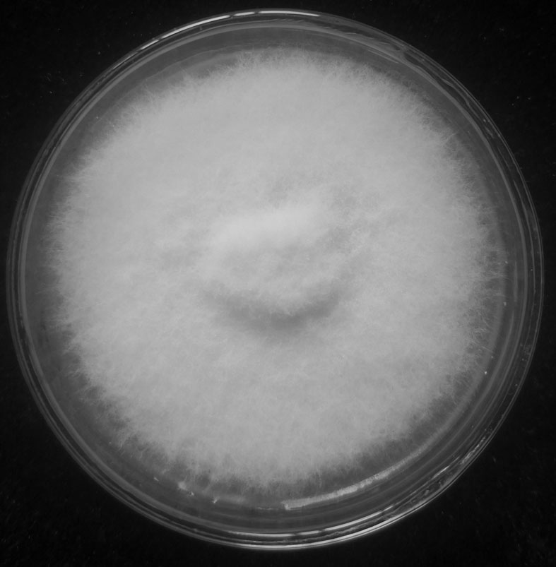 一种尖孢镰刀菌SWH-3及其发酵生产黄姜皂素的方法