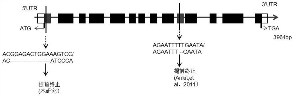 大豆香味分子标记BADH2-InDel及其应用