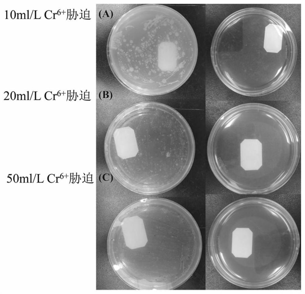 一种耐铬假单胞菌及其在高浓度铬污染黑臭水体治理中的应用
