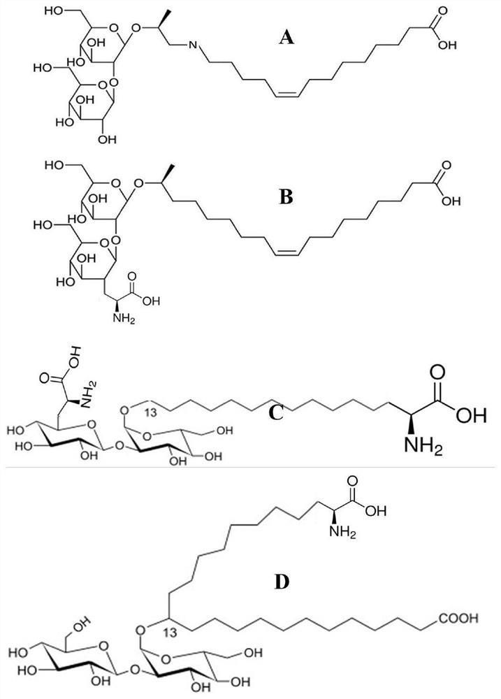 一种两性糖脂生物表面活性剂及其制备方法