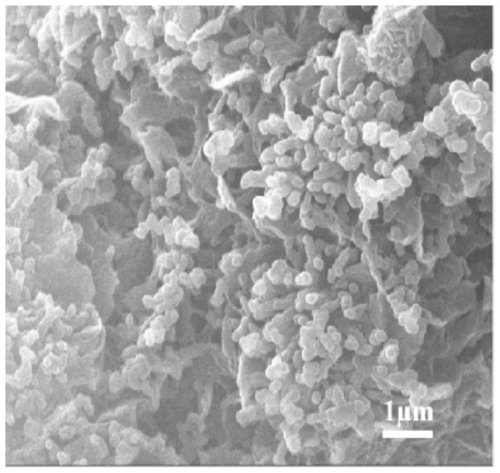 朝格尔碱基共轭微孔聚合物光催化剂及其制备方法和应用