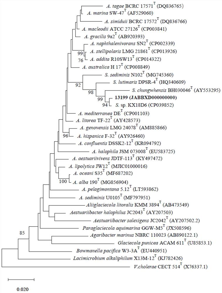 一株深渊盐生单胞菌13199及其CRISPR-Cas系统和应用