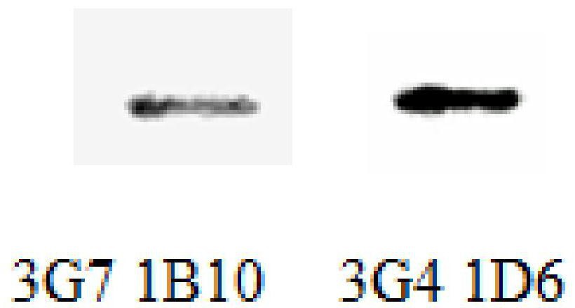 杂交瘤细胞株3G7 1B10、抗GII.4型诺如病毒P蛋白单克隆抗体和应用