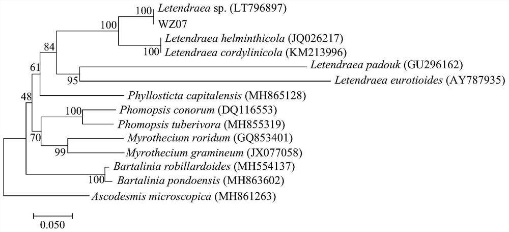 胜红蓟内生真菌Letendraea sp.WZ07及其在纳米银合成中的应用