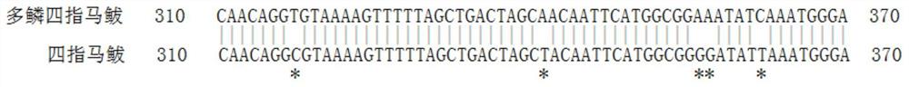 一种基于COI基因序列的多鳞四指马鲅和四指马鲅的分子鉴别方法
