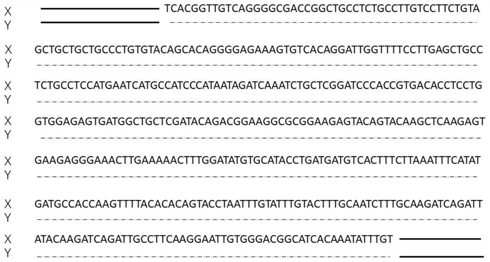 一种黄姑鱼性染色体特异分子标记、检测引物和试剂盒，及其用途