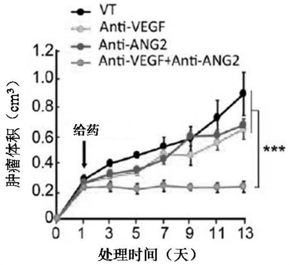 抗VEGF抗体和抗ANG2抗体在制备治疗具有Ras突变的肿瘤的药物中的应用