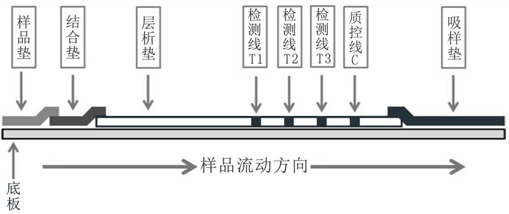 一种食管癌早期筛查试纸条