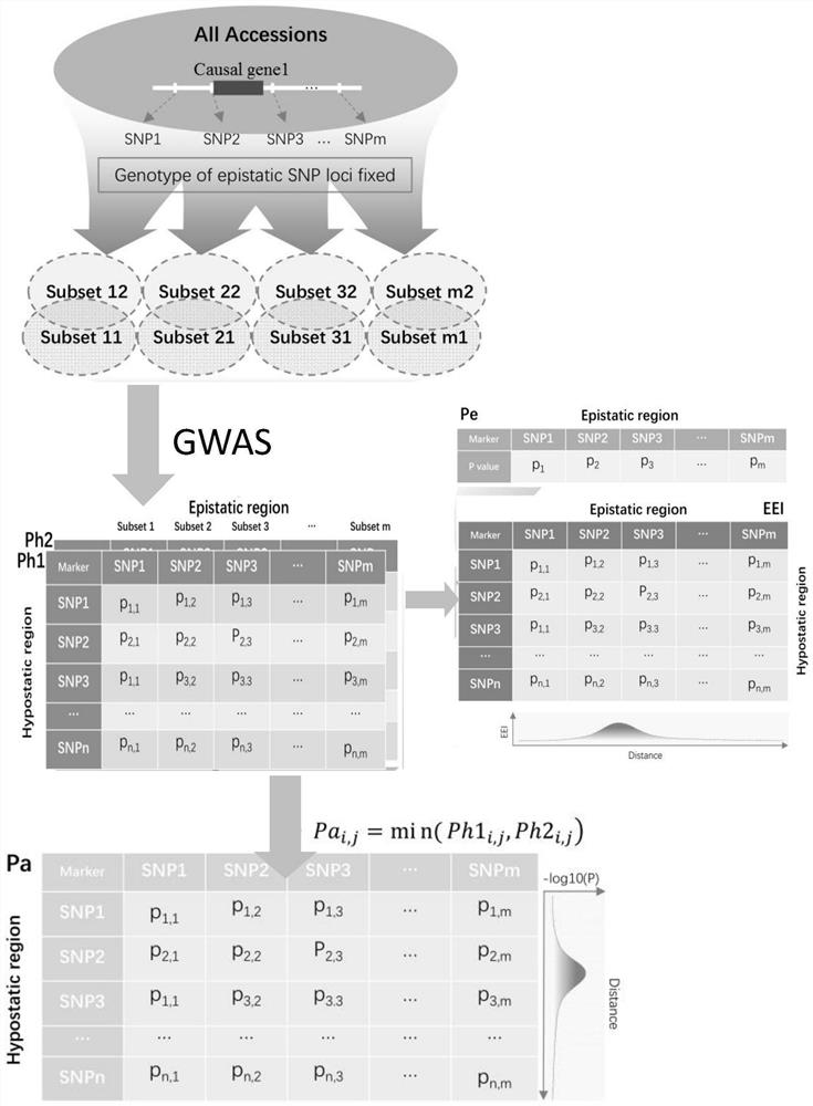 一种缩小GWAS定位区间的全映射基因分型检测方法