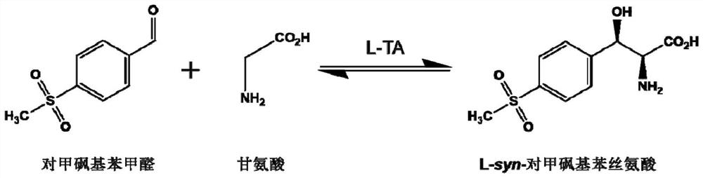 一种共表达L-苏氨酸醛缩酶与PLP合酶的工程菌及应用