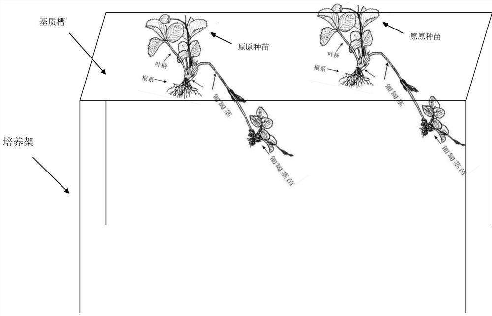 一种草莓种苗快速繁育方法