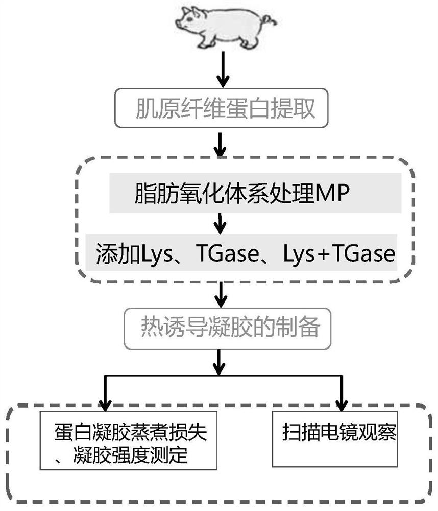 一种基于赖氨酸-谷氨酰胺转氨酶的氧化损伤蛋白凝胶性能修复方法