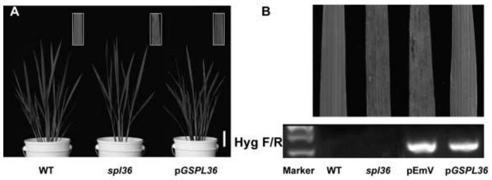水稻类病斑控制基因SPL36及其应用