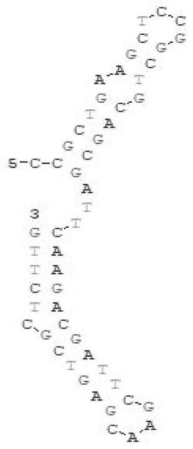 一种久效磷核酸适配体、适配体衍生物及其应用