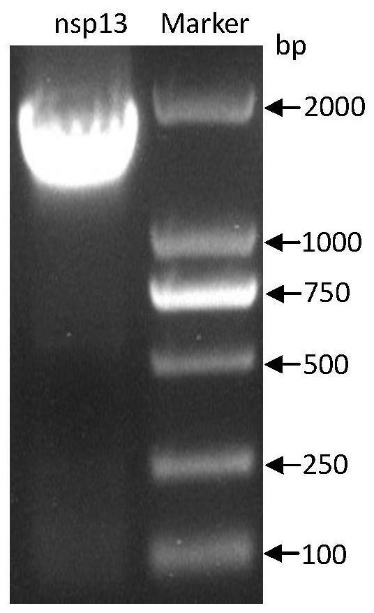 一种抗猪流行性腹泻病毒nsp13蛋白的单克隆抗体及应用