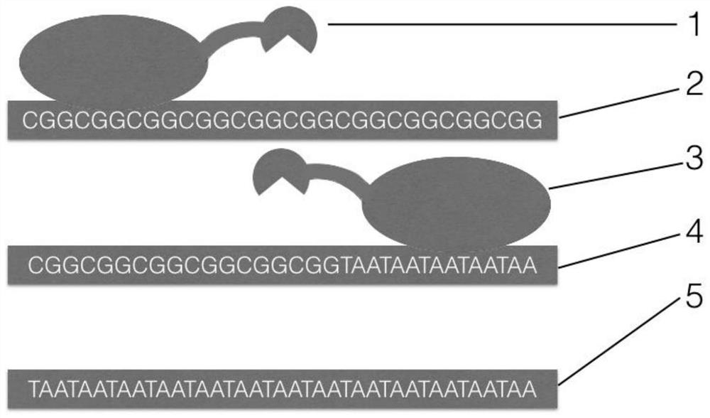 解析FMR1基因上游非翻译区CGG重复数的扩增方法