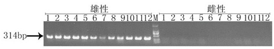仿刺参活体性别鉴定用DNA分子标记及鉴定方法