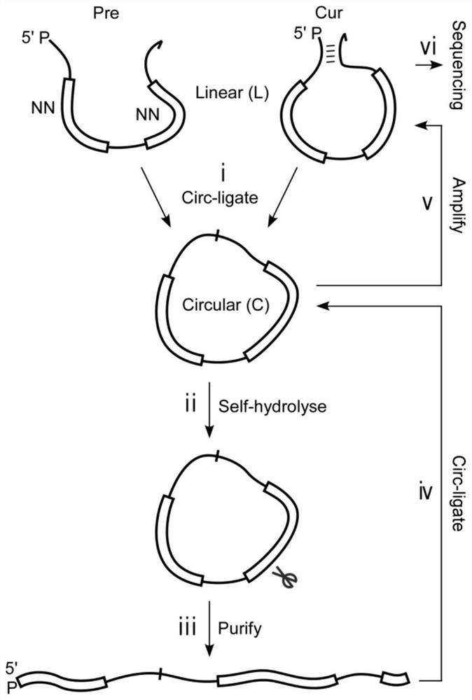 IV类脱氧核酶突变体及其制备方法与应用
