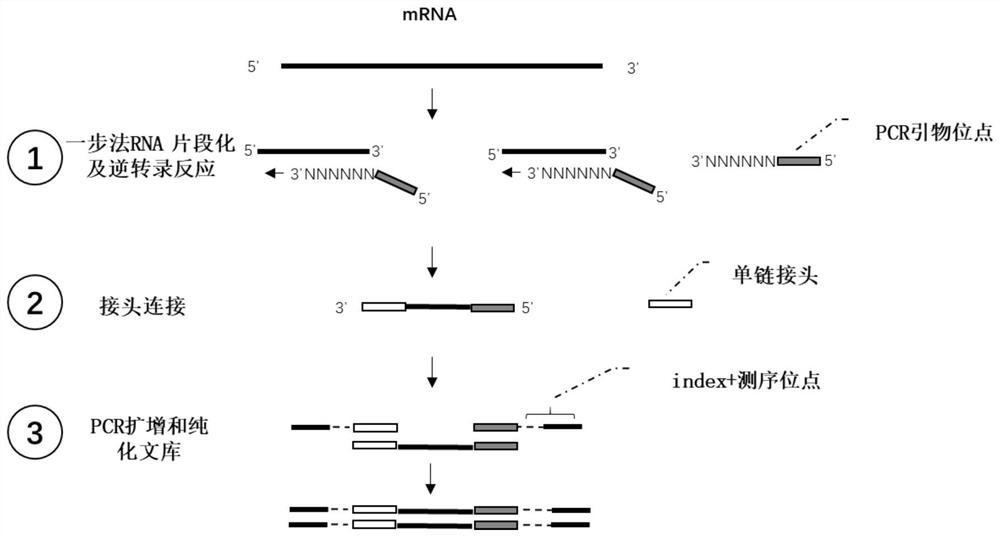 RNA文库的构建方法