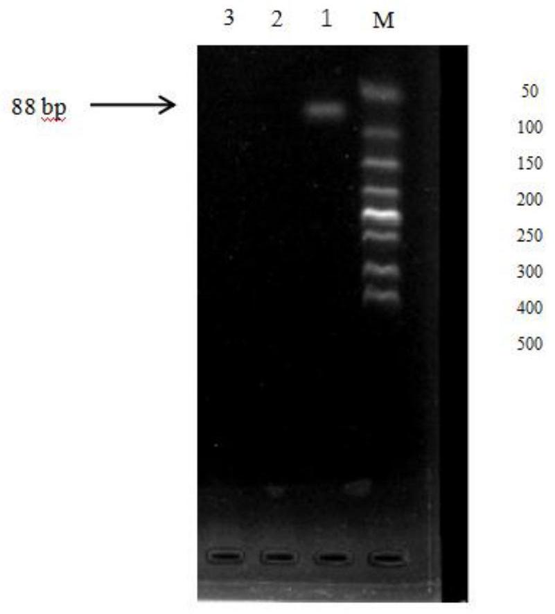Wxc型糯高粱的ARMS-PCR引物及其分子检测方法