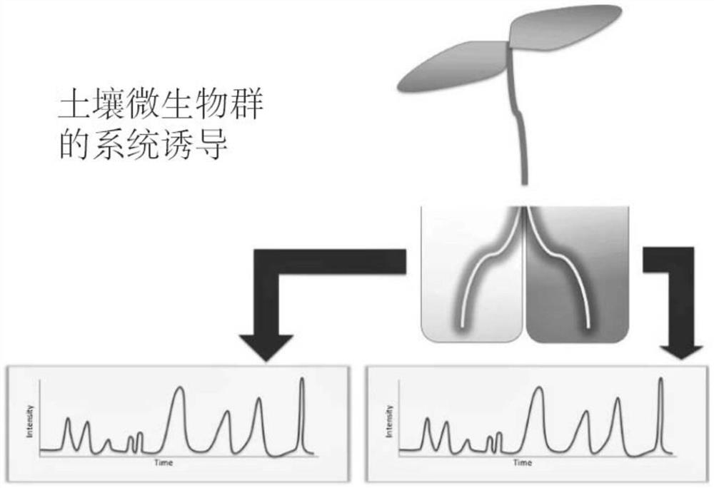 用于刺激植物中的根部渗出的方法和系统