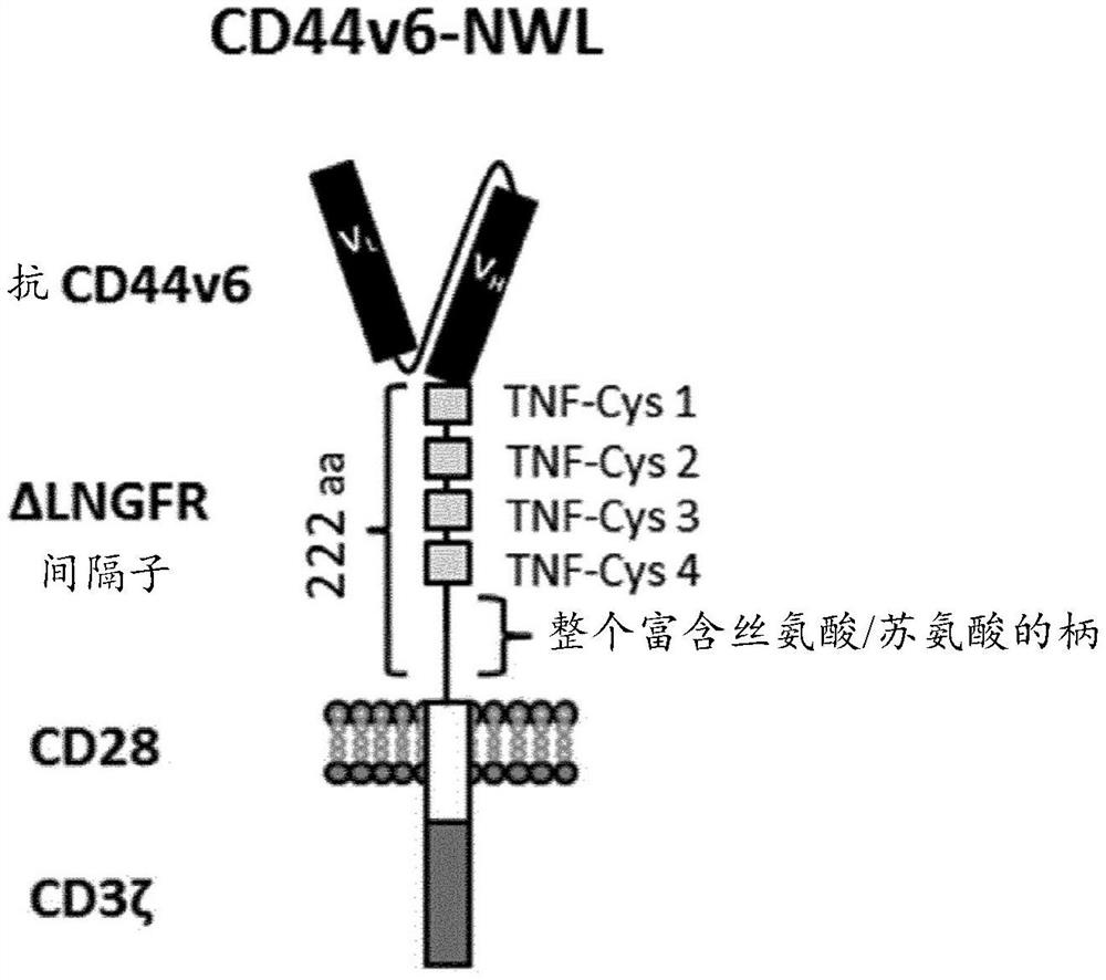 CAR NK细胞