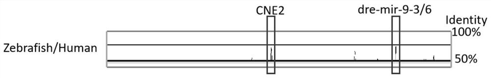 神经组织特异性调控元件hu-CNE2及其应用