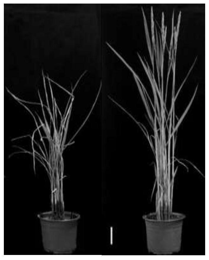 水稻叶片衰老控制基因ES2及其应用
