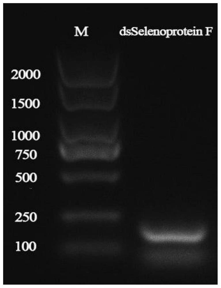 调控雄性褐飞虱精液Selenoprotein F的dsRNA序列及用途