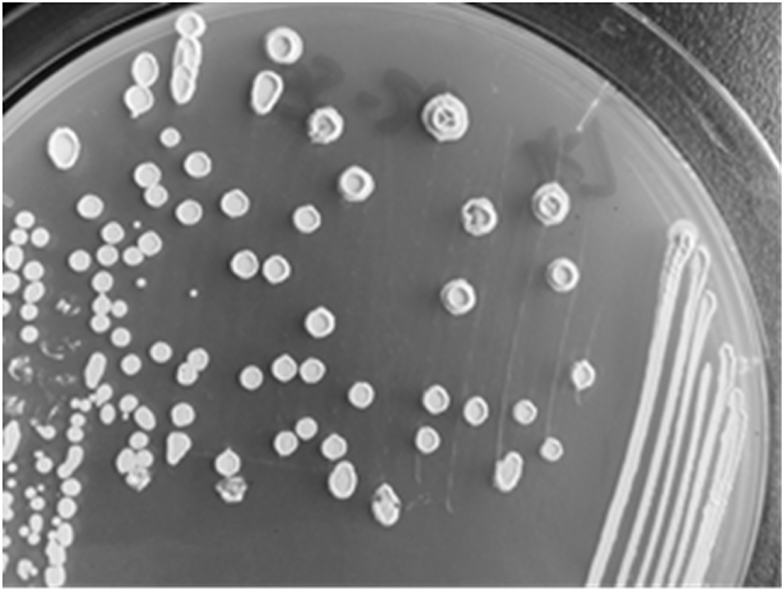 拮抗稻瘟病菌和产γ-聚谷氨酸的贝莱斯芽孢杆菌及其应用