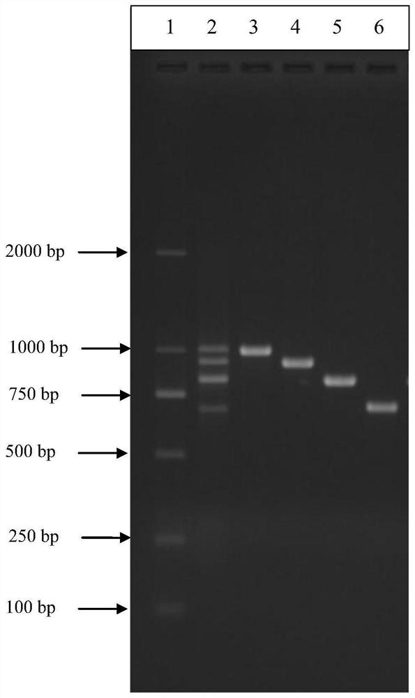 同时检测辣椒四种病毒的多重RT-PCR引物组及其方法
