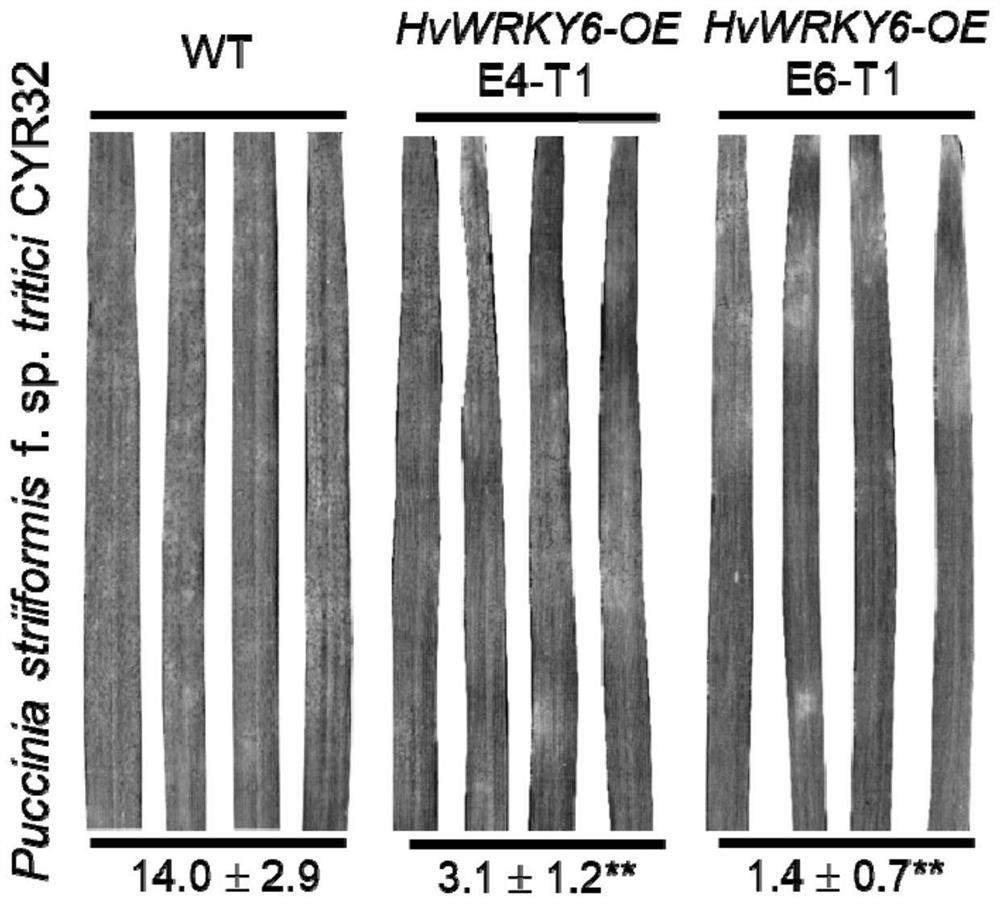 大麦转录因子HvWRKY6基因及其在小麦抗条锈病、叶锈病中的
应用