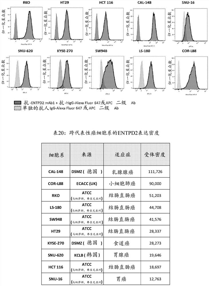 ENTPD2抗体、组合疗法、以及使用这些抗体和组合疗法的方法