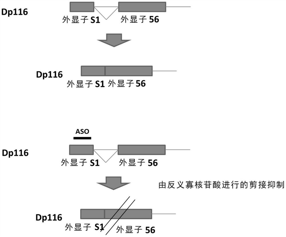 心肌损伤治疗药