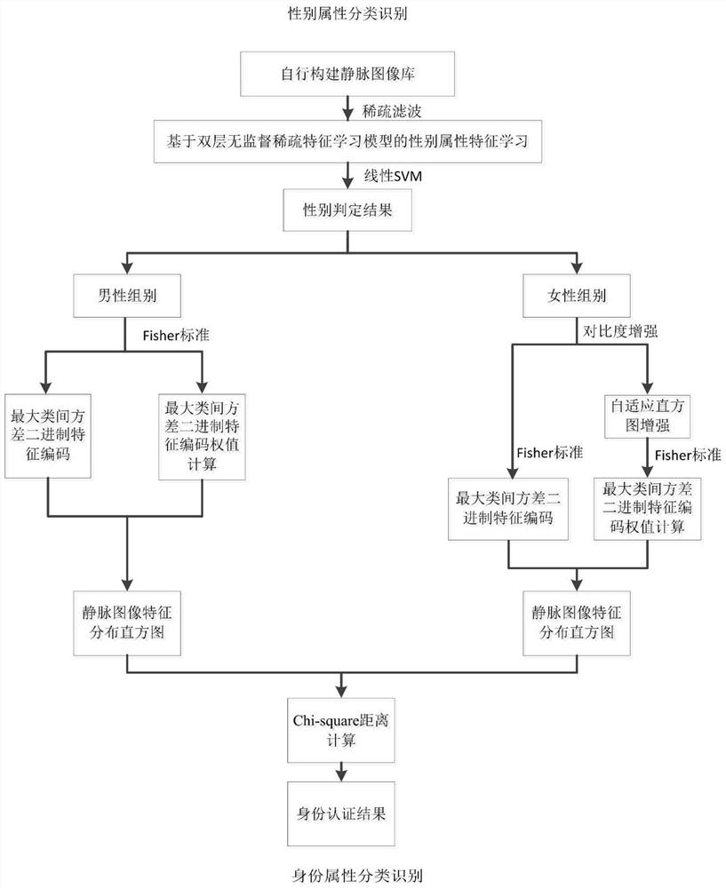 基于多模态静脉图像性别信息异构分离的身份识别方法