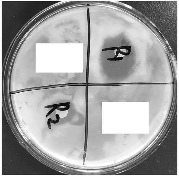 一种微生物来源的农用抑菌剂及其制备方法