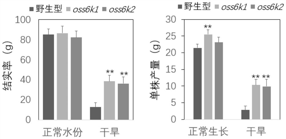 水稻OsS6K1基因或OsS6K2基因在提高水稻产量和/或抗旱性中的应用