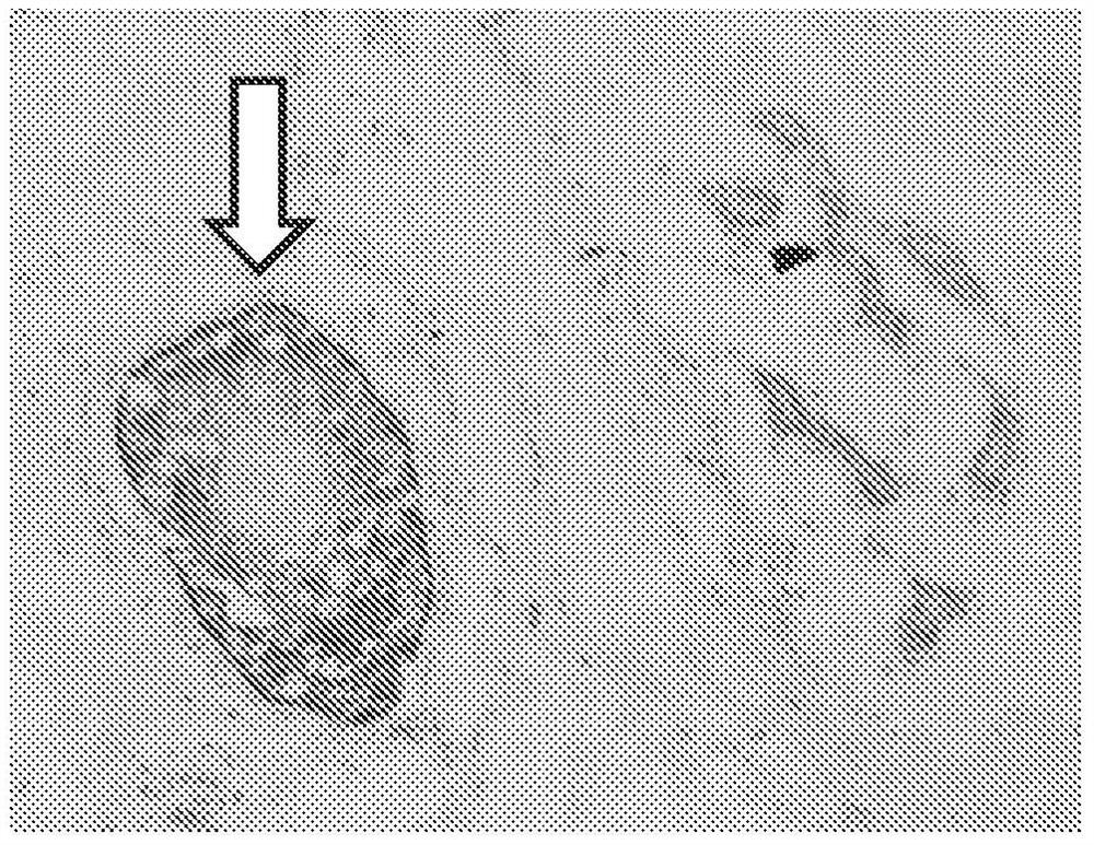 直接免疫组织化学和免疫细胞化学方法