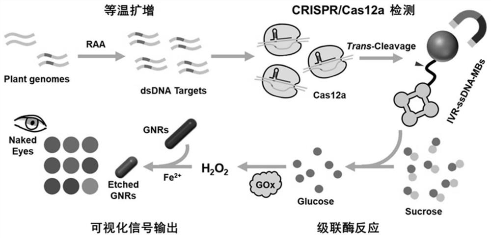 CRISPR/Cas12a体系可视化半定量检测转基因作物NOS终止子的方法