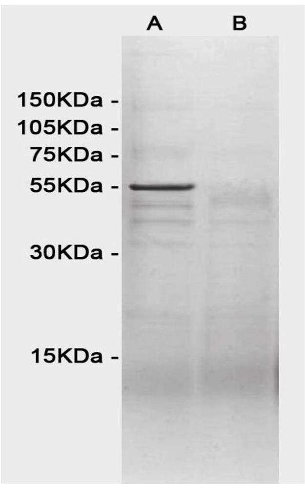 一种牛奶、小麦、花生及大豆过敏原融合蛋白及其构建方法、应用