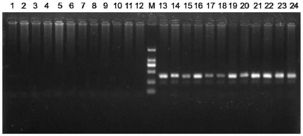 一种快速鉴定红螯螯虾遗传性别的分子标记C69483及其应用