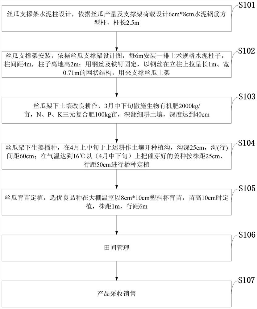 一种露地生姜与搭架丝瓜间作套种的双增栽培方法