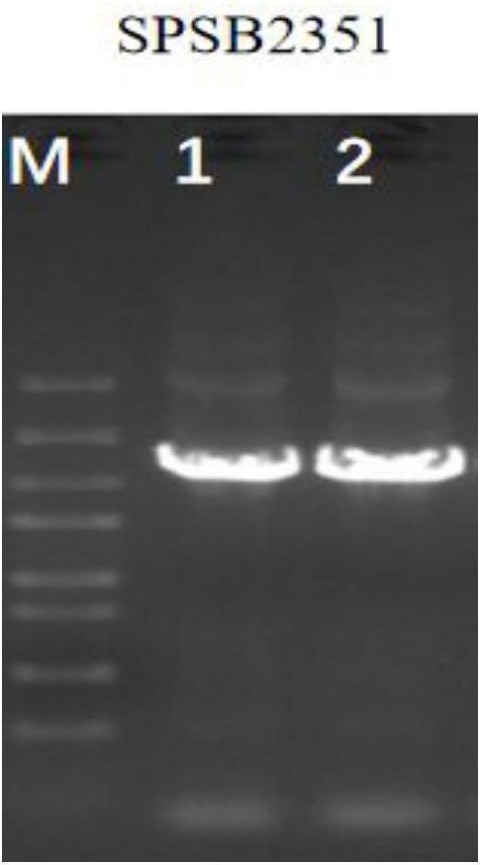 甘蔗SPSB基因同等型1及其鉴定方法与应用
