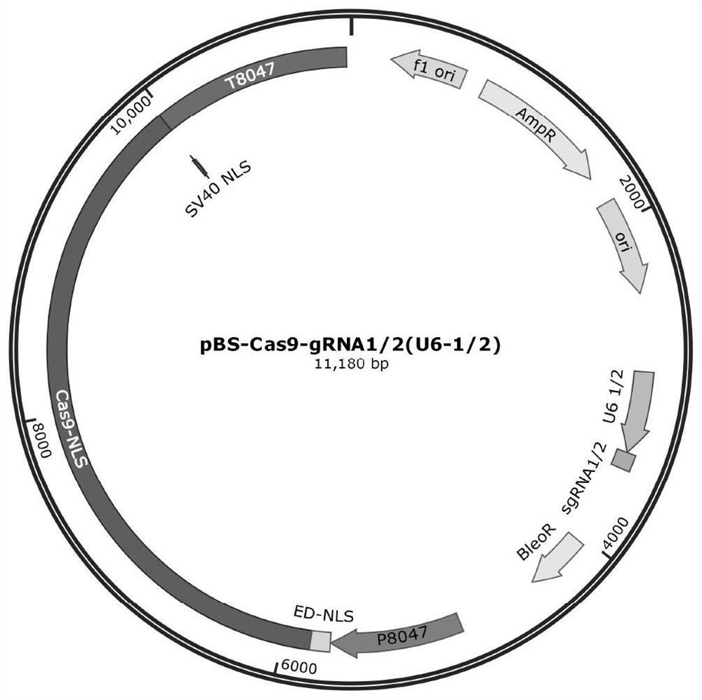 一种裂殖壶菌CRISPR/Cas9基因编辑系统及其应用