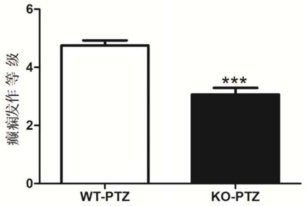 microRNA-32-5p抑制剂在制备治疗癫痫药物中的应用